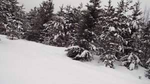 как выбрать щенка лайки