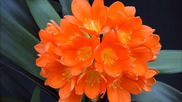 clivia miniata смотреть онлайн