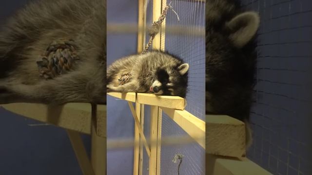 Спящий енот смотреть онлайн