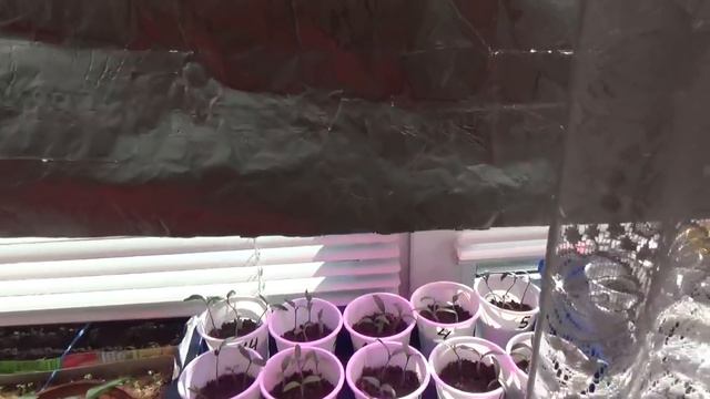 Рассада 2019г. 23 марта. Кострома