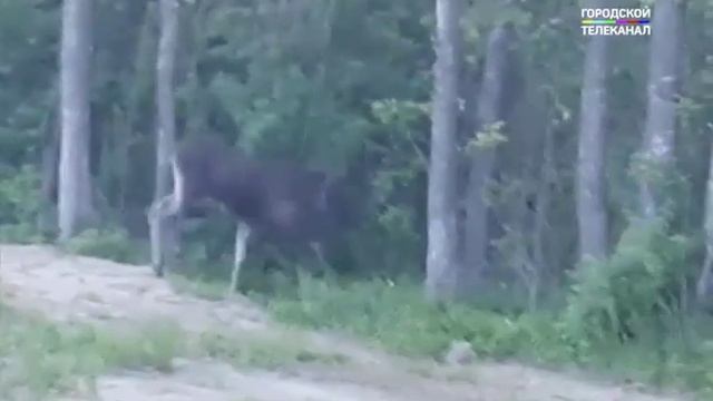 По дороге в Ярославль автолюбитель заснял пару лосей, прогуливающуюся вдоль обочины смотреть онлайн