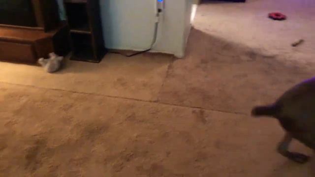 Weimaraner and cat having a fight смотреть онлайн