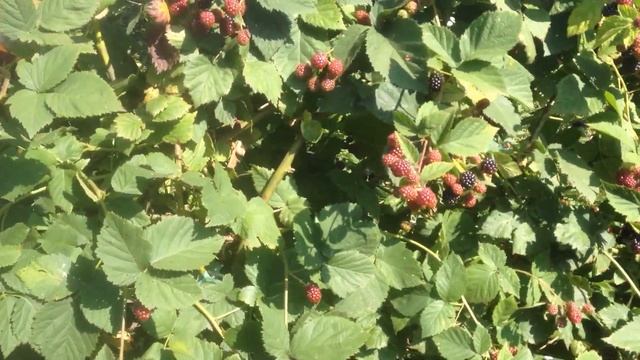 Ежевика Дойл смотреть онлайн