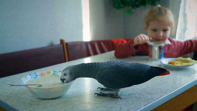 Жако Жора завтракает овсяной кашей смотреть онлайн