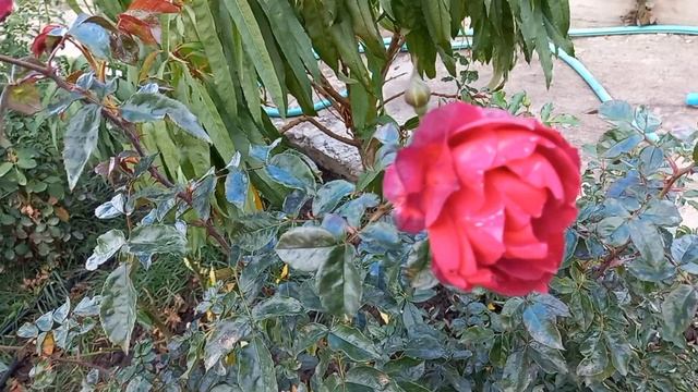 Розы. Последние цветы сезона ч.2 смотреть онлайн