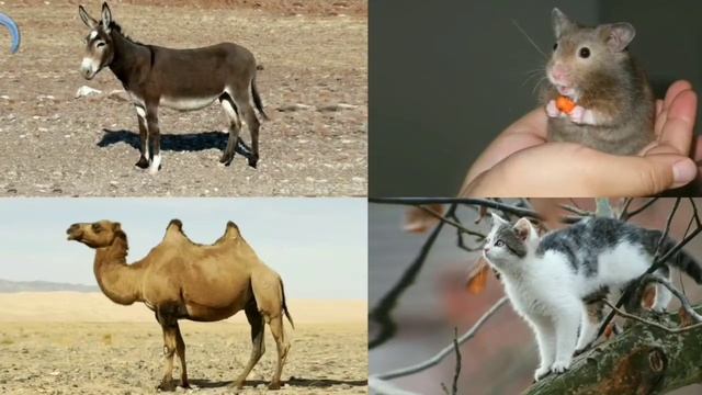 Изучаем животных. Для детей. Лесные, дикие и домашние звери. Какие звуки издают животные. смотреть онлайн