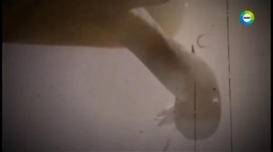 Непостижимые чудовища  Подводные монстры  Странные существа