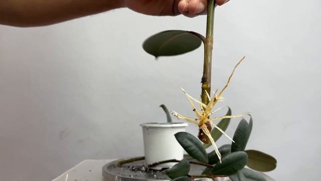 Houseplant Care & Propagating Burgundy Rubber Tree, Ficus Elastica, Nov2023 смотреть онлайн