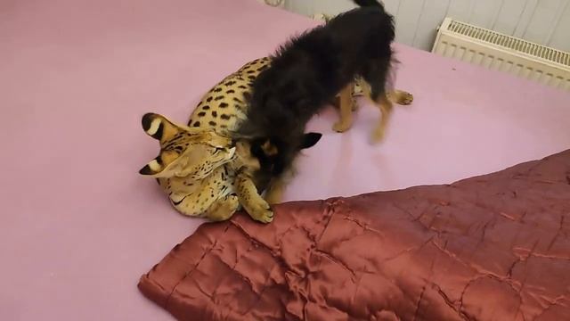 Сервал Рамзес и дворняжка Борис играют_Эпохальный бой_Рамзес-нюхач_Странные наклонности сервала