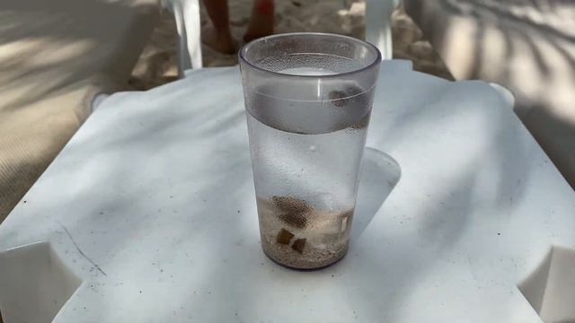 Animals You Will Find In Cozumel Island, Մեքսիկայի կենդանական աշխարհը , Животные Мексики смотреть онлайн