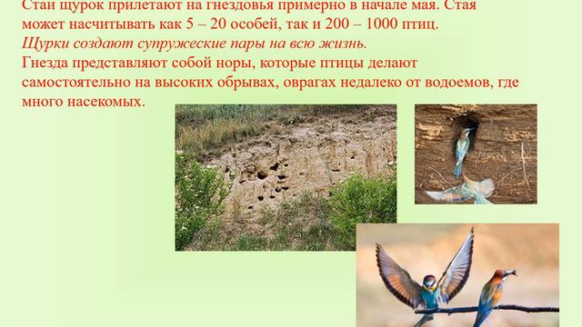 Проект Золотистая щурка