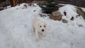 ЩЕНКАМ АЛАБАЯ ПОЧТИ 2 МЕСЯЦА