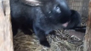 Кролики. Имбридинг. Можно ли скрещивать кроликов из одного помёта. #имбридинг#кролики