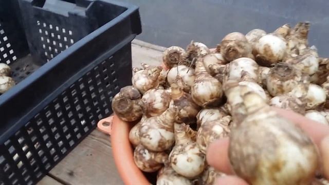 Выгонка нарциссов и гиацинтов