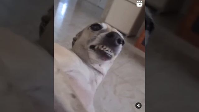 Это уникальное изображение удивительного существа,на дракона оно не похоже скорее это волк или каба смотреть онлайн