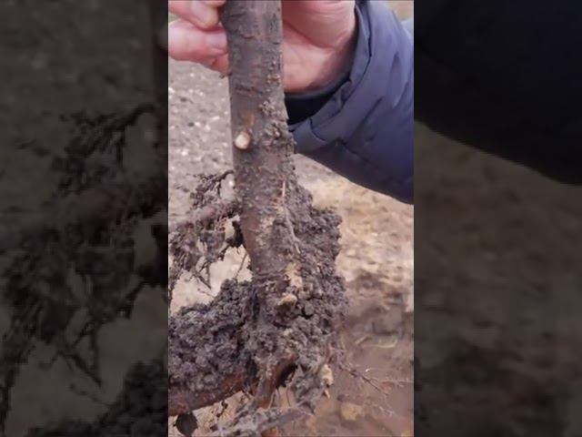 СТАНДАРТНЫЙ саженец смотреть онлайн