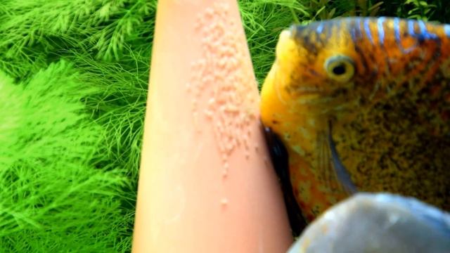 Очередной нерест дискусов в общем аквариуме ))) смотреть онлайн