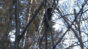 Как кричит черный дятел Желна, Black Woodpecker