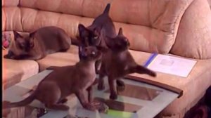 Бурманская кошка