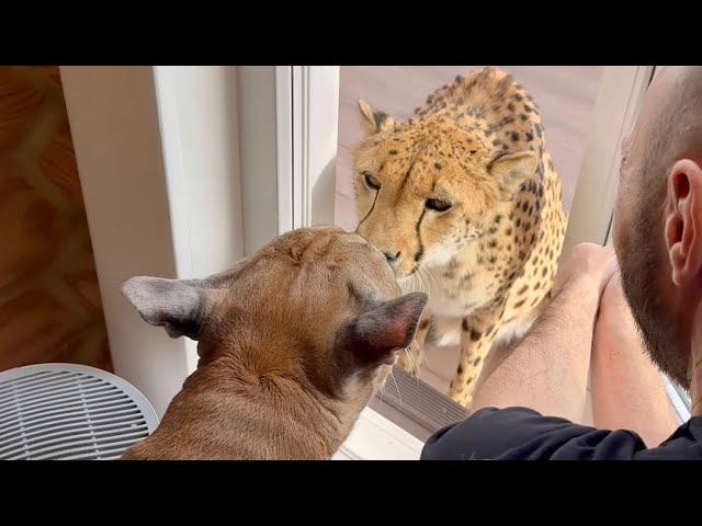 Пума Месси не пустил сестру домой и показал Герде кто в доме хозяин! И что будет с нарушителем! смотреть онлайн