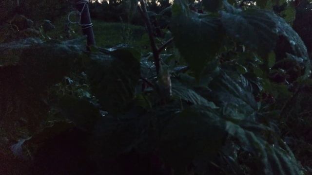 Кузнечик - ночной музыкант смотреть онлайн