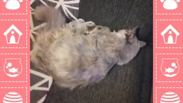 Очень няшное и в то же время смешное видео. Всем обязательно смотреть смотреть онлайн
