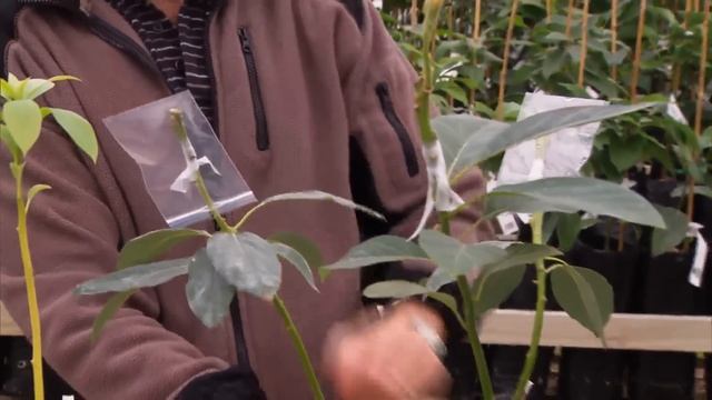 Lynwood Avocado Cloning смотреть онлайн