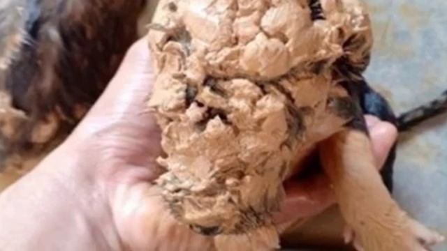Юноша спас из грязи пять маленьких зверушек, не зная, кто это смотреть онлайн