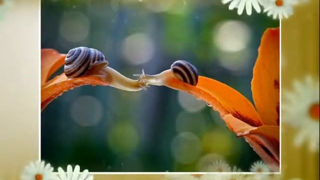 Сказка природы смотреть онлайн