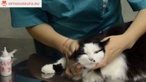 Как чистить Уши кошке