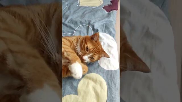 1000003656.mp4 смотреть онлайн