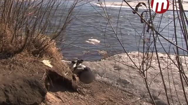Утопленник на берегу реки смотреть онлайн
