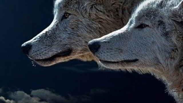 Hombre lobo, ¿Superstición o realidad? смотреть онлайн