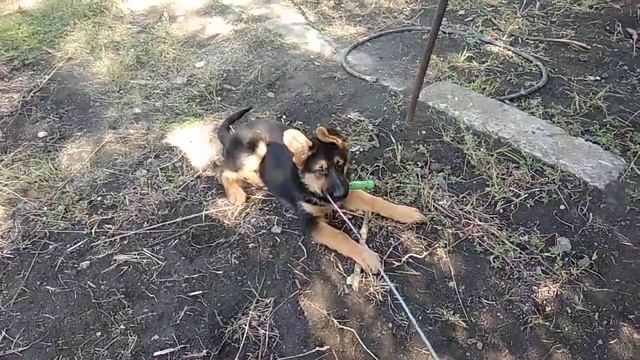 Учим команду 