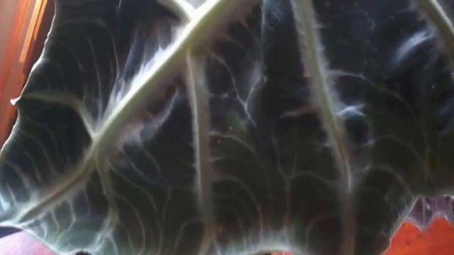 Ошибки и проблемы выращивания Алоказии. Что не так с Алоказией?