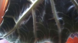 Ошибки и проблемы выращивания Алоказии. Что не так с Алоказией?