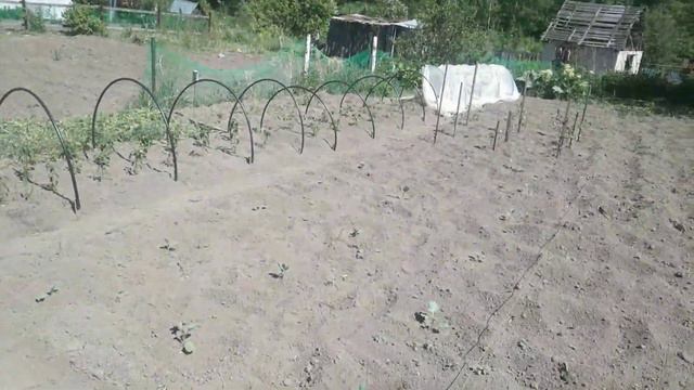 Дача Огород посажен. Отдыхаю. Тестирую коптилку. #5