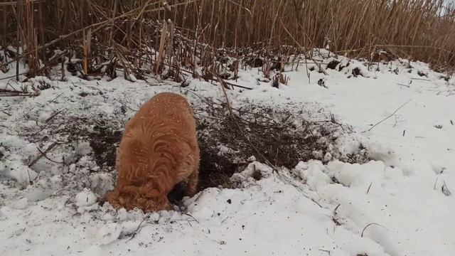 Кокер-спаниель. Снег и грязь нам нипочём, любим мы копать. Джесси. смотреть онлайн