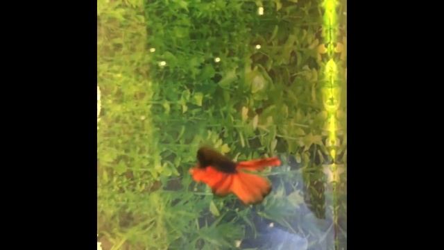 Едем за рыбкой петушком. Чем я ее кормлю. смотреть онлайн