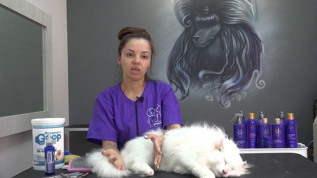 Кошки. Экспресс-Линька. Все нюансы от Евгении Разиной. Часть 1. Подготовка. смотреть онлайн