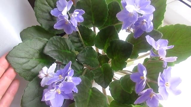 ЛИСТЬЯ ФИАЛКИ РАСТУТ ВВЕРХ! НЕДОСВЕТ ИЛИ ПЕРЕСВЕТ ФИАЛКИ! смотреть онлайн