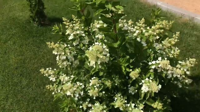 Метельчатая гортензия Киушу ? в саду! Супер! смотреть онлайн