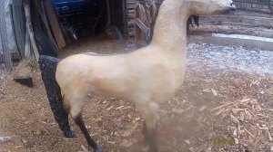 Лошадь из папье-маше готова!!!