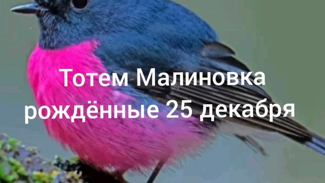 Тотем Малиновка рождённые 25 декабря смотреть онлайн