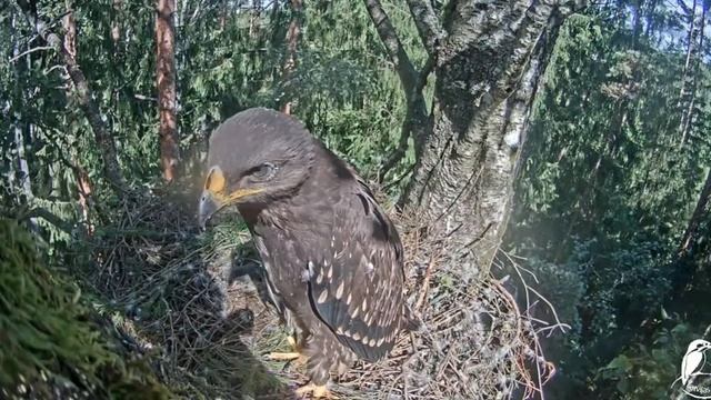 Lesser Spotted Eagle?Hugo, Uldis & Laila?Remarkable 2022 Season in Latvia смотреть онлайн