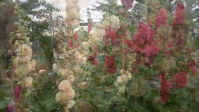 Это не фотошоп -это наши мальвы. Мальва, шток-роза. Garden OF Drems. Malva. Altea. смотреть онлайн