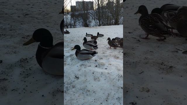 ПОЧЕМУ ОНИ НЕ УЛЕТЕЛИ НА ЮГ на зимовку? смотреть онлайн