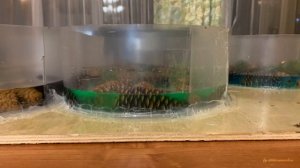 Эпоксидная смола с шишками.  Эпоксидная смола океан. Шишки залитые смолой. Эпоксидка