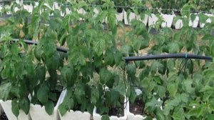 Малина Краса России