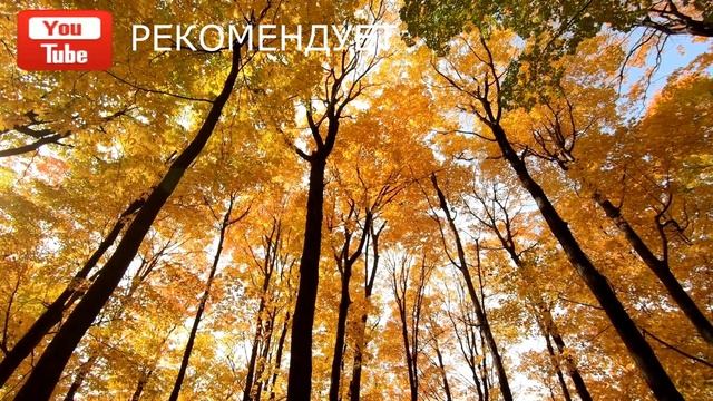 музыка природы , пение птиц и шум леса , музыка для снятия стресса и восстановление 2021 г смотреть онлайн